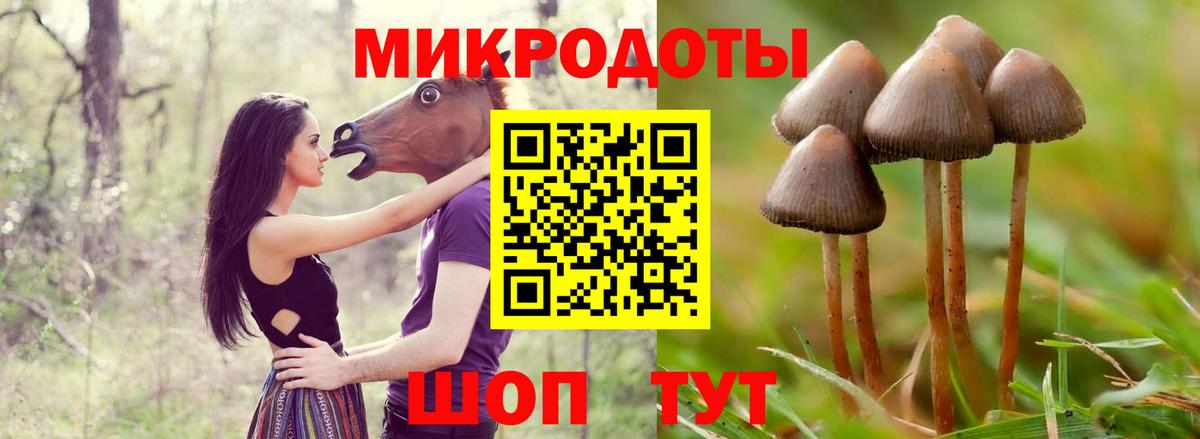 Псилоцибиновые грибы Psilocybe Лениногорск